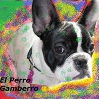 @elperrogamberro