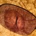 Apple Stone