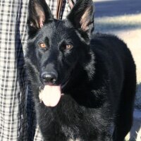@sirius_black