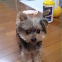 モットン (@0203Motton) Twitter