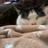 Twitter result for RAC Car Insurance from denise_chubb
