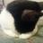 Chat de Rue
@Writerflowbb21 Writerflowbb21
