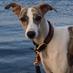 Ryder The Whippet