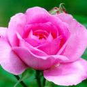 sayid AbdAlkrim (@011466625811) Twitter