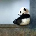 01_littlepandaa (@01_littlepandaa) Twitter