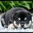 @dobutu_doga