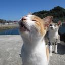 猫の島　青島