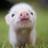 @animal______gif