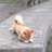 shibainu1015