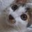 @hajimecat