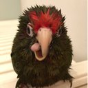 りんぽん