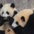 sasamogupanda