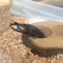 クワガタ大好きマン