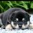 @doubutu_douga7