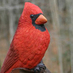 Twitter Profile image of @BirdsofVermont