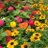 Twitter result for Blooming Marvellous from mikebedding