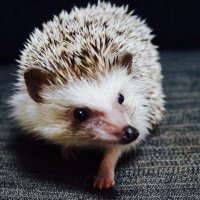 @hedgehog_yosaku