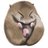 @yamane_nemuru