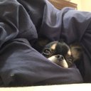 犬 (@0112Baseman) Twitter