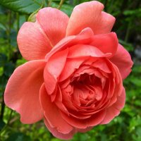 @john_clare_rose