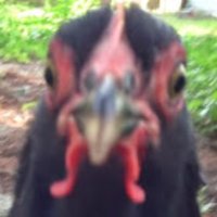 @ABlueChicken