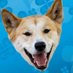 Sue Dingo