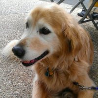 @GolddogAndrew