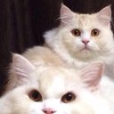 ねこみ (@02010991_) Twitter