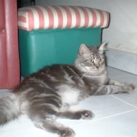 @salsalleh71