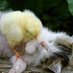 ふぇふぇ