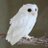 Twitter result for Jessops Photo from sibalic2541959