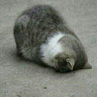 @hahagi8