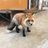 FOXZFLYER