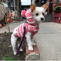 @zeldathepooch