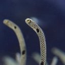 ぬるさぽ