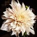 De Blomster