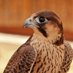 hawkwatch