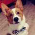 Pippin The Corgi