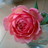 @haooha_haooha