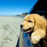 @heartofadoggo