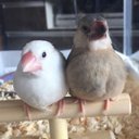 ともぞう