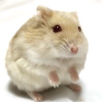 @Nyan_hamu3