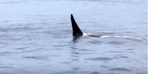 RT @dodo: Ecstatic wild orca family shows why whales don't belong in tanks http://t.co/MpiaBRUFCy http://t.co/PCPGQ4xZUH