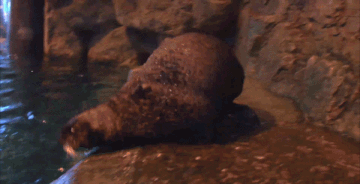 RT @shedd_aquarium: Did someone say otter? @zooeydeschanel, from one otter to another, we love your name choice! Congratulations! https://t…