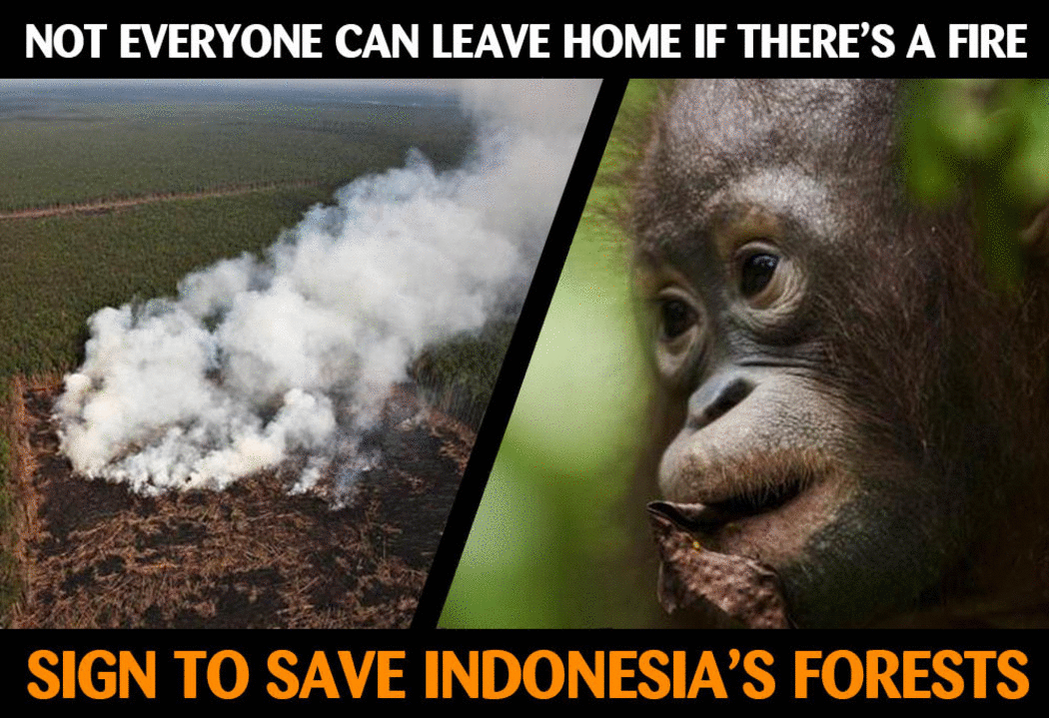 RT @Greenpeace: 4 way to stop Indonesia's fires & save species. https://t.co/Equ4jcJ6IA
#StoptheHaze - https://t.co/7F9KqWzuRP https://t.co…