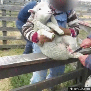 RT @peta2: Lambs raised for #wool often have their tails CUT OFF without painkillers.

#WoolFree https://t.co/bFzuESKeDF