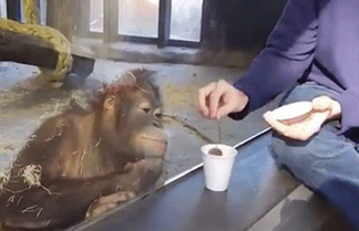 RT @DailyMailGifs: No-one loves magic as much as this orangutan https://t.co/iQVBaHPjVg https://t.co/3PBnLkK65M