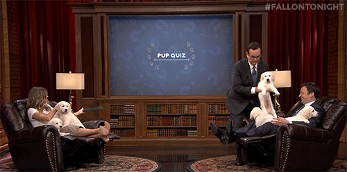 RT @FallonTonight: .@giseleofficial + Puppies + Trivia = Pup Quiz https://t.co/bfnHZiSLYN https://t.co/SSXf2CeG6H