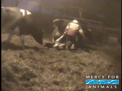 RT @MercyForAnimals: #SomethingYouMayNotKnow is cows have their newborn babies taken from them just 24 hours after birth. #Dairy #GoVegan h…