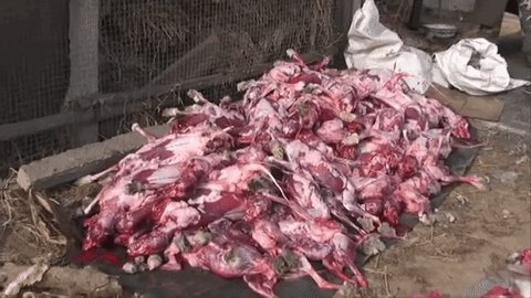 RT @peta2: Fashion shouldn't be bloody.

#WearYourOwnSkin https://t.co/M30YYB4qR1